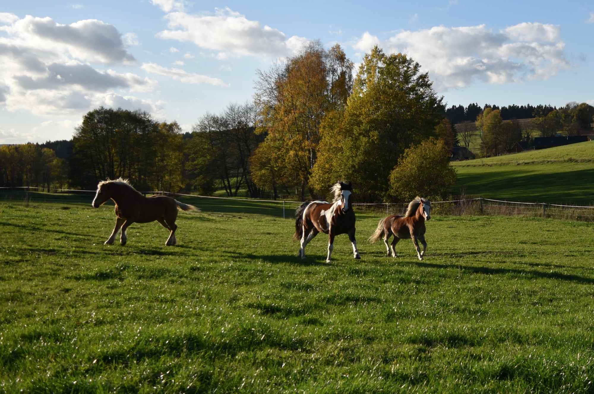 Pferde auf der Mühlental-Ranch