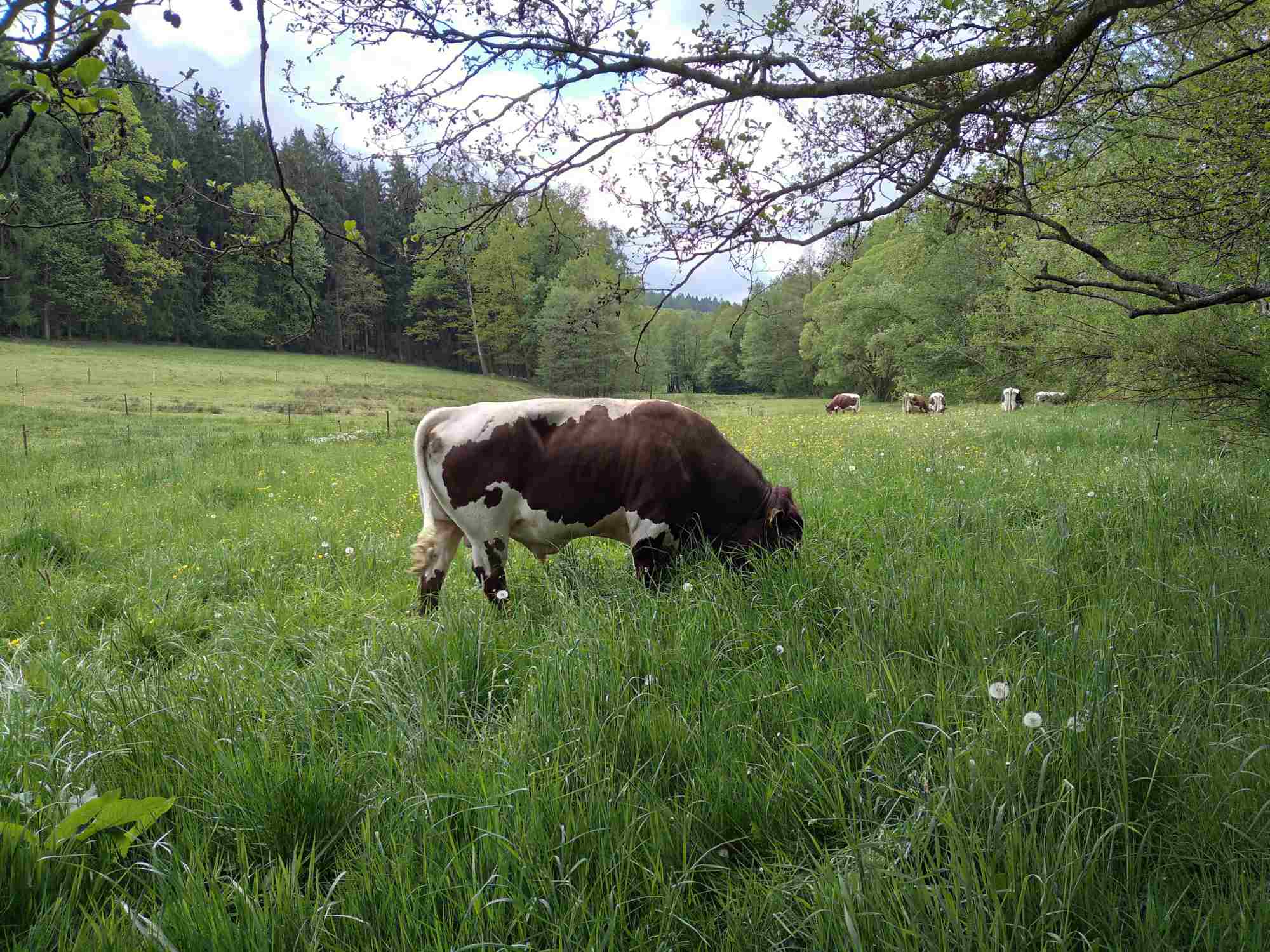 Pinzgauer auf der Weide