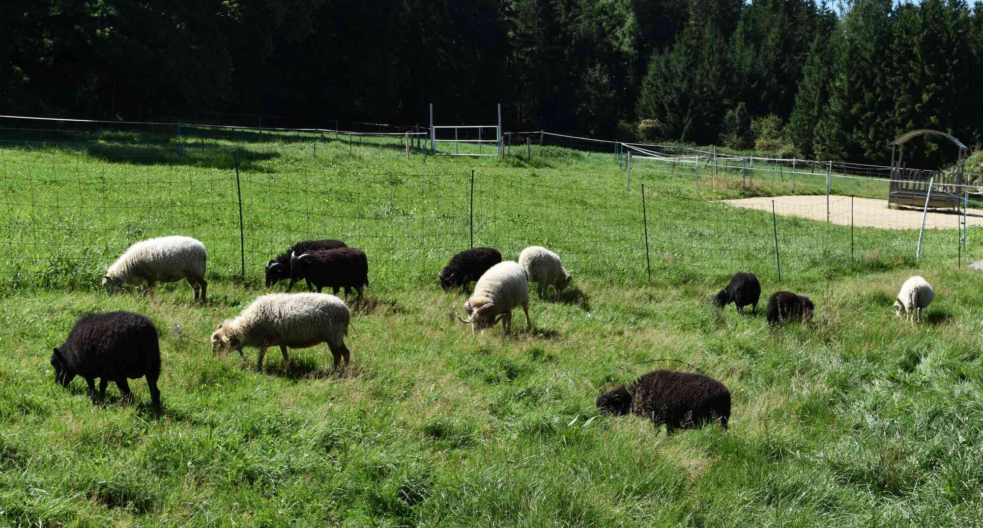 Unsere Schafherde