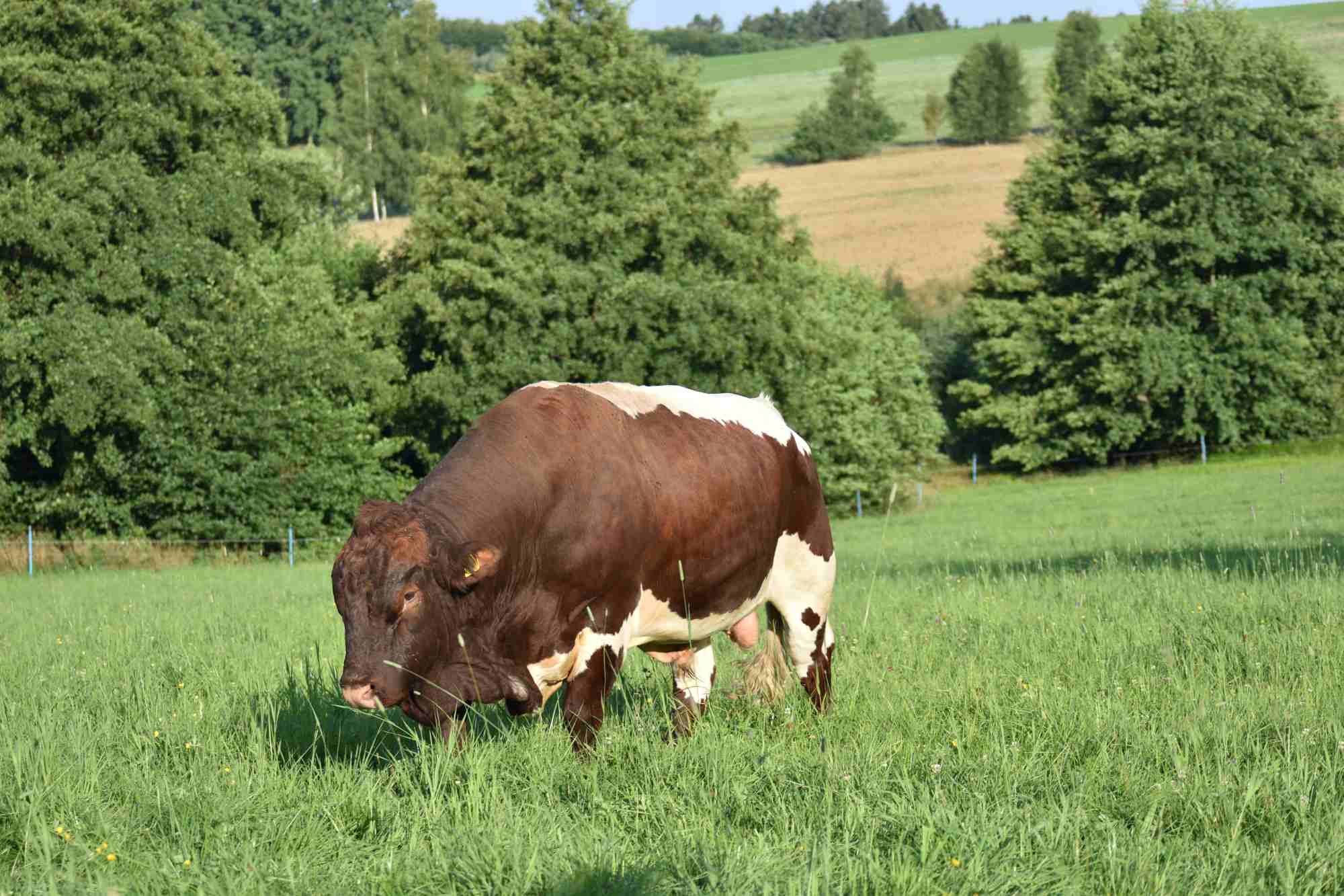 Unser Zuchtbulle