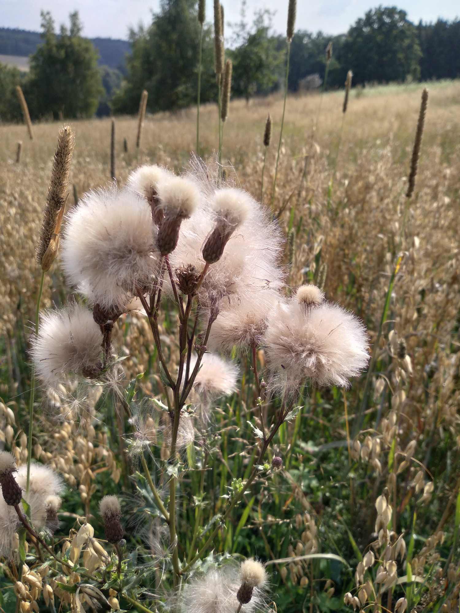 Disteln auf dem Biofeld
